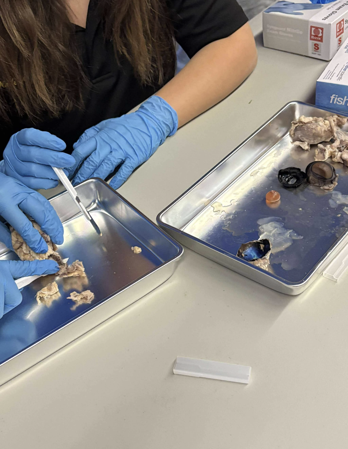 Gloved participants examining specimens during a science night dissection activity