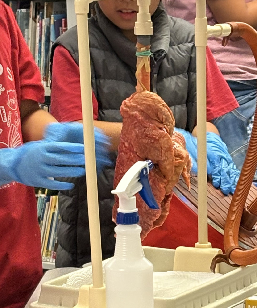 Science night participants wearing gloves beside a lung demonstration